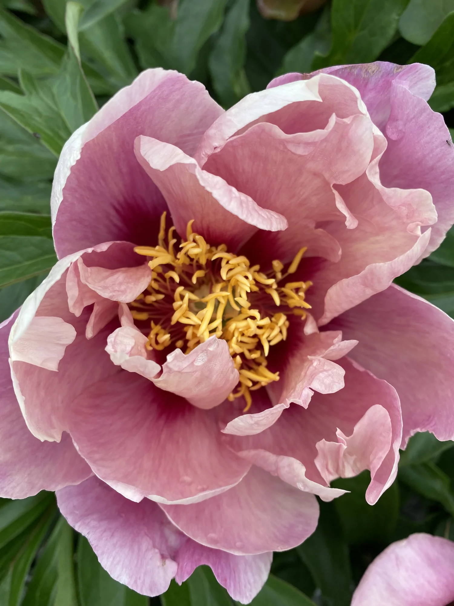 Paeonia (Peony) Assortment — ThinkPlants